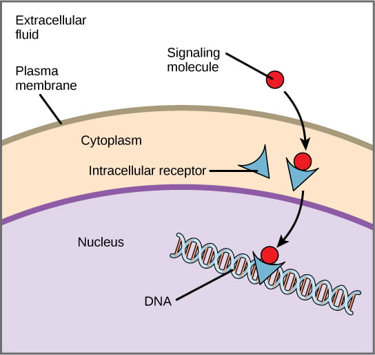 Chemical signaling diagram