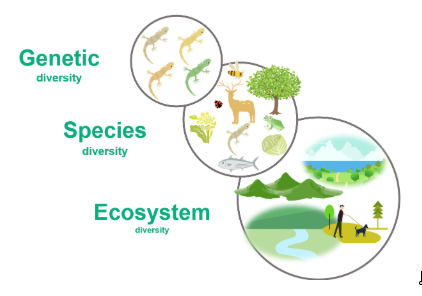 Illustration of biodiversity conservation