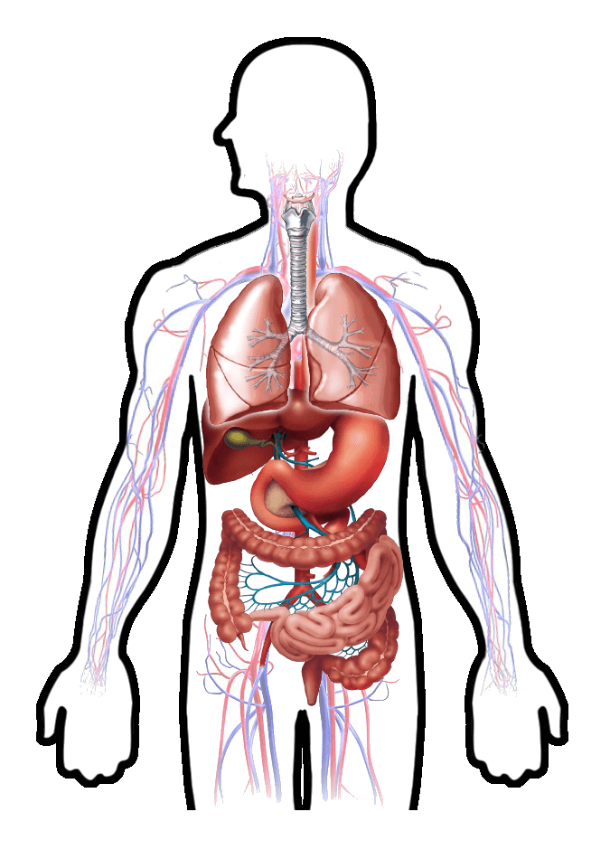 Integration of body systems diagram