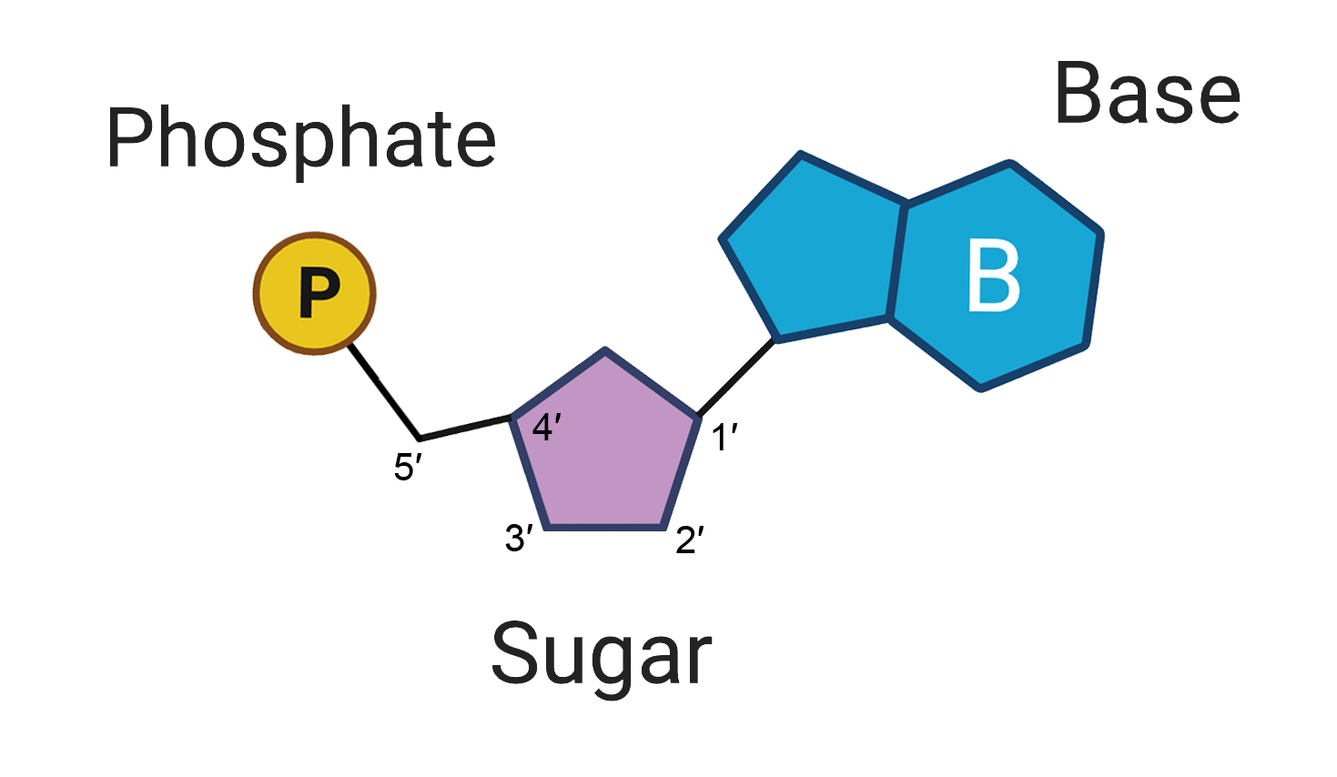 DNA and RNA