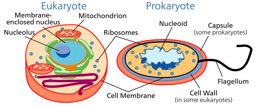 Illustration of cell organelles