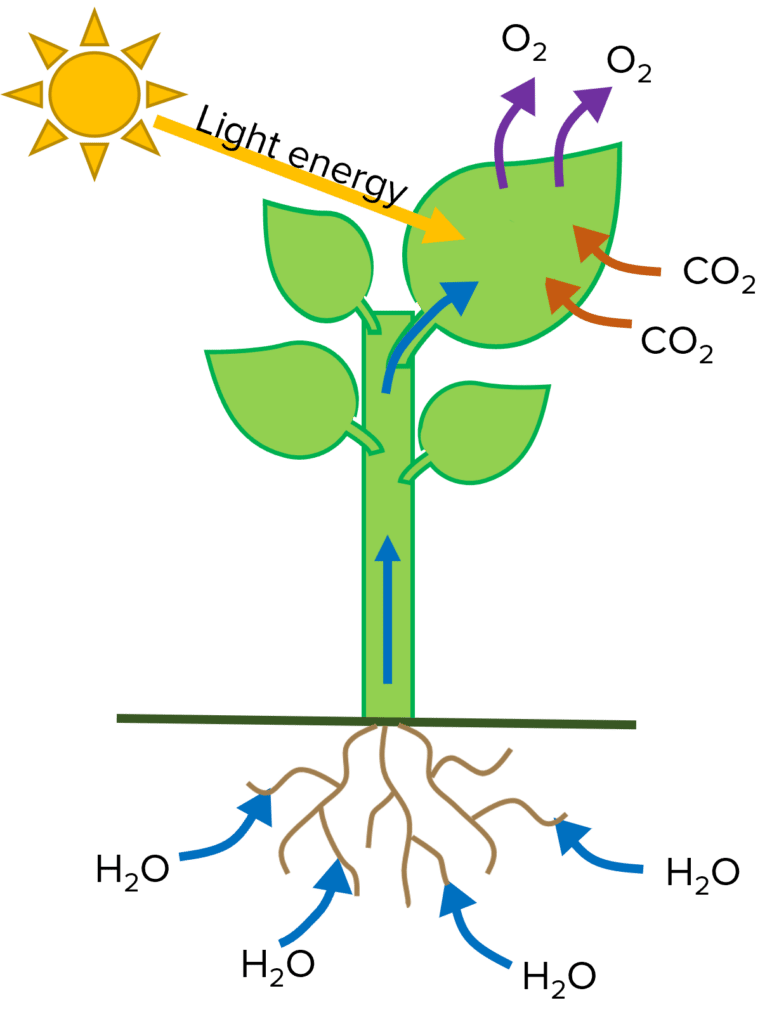 Photosynthesis diagram