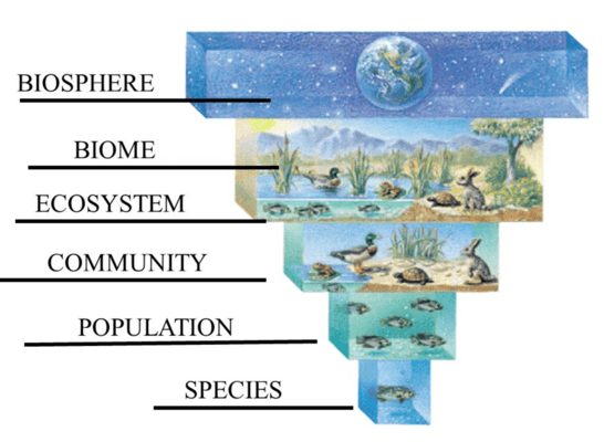 Populations and communities diagram
