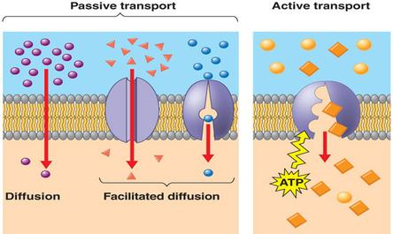 Transport systems in biology