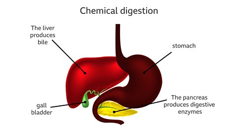 Digestive system organs