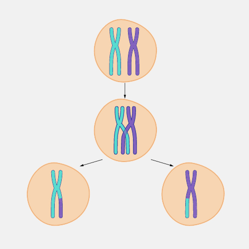 Meiosis stages overview