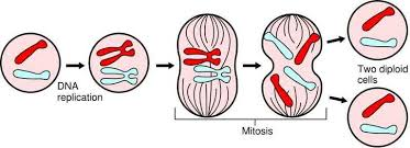 Stages of mitosis