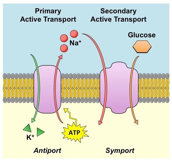 Movement across cell membranes