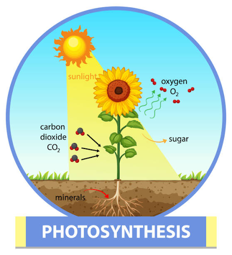 Photosynthesis process diagram