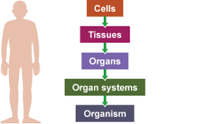 Levels of biological organization
