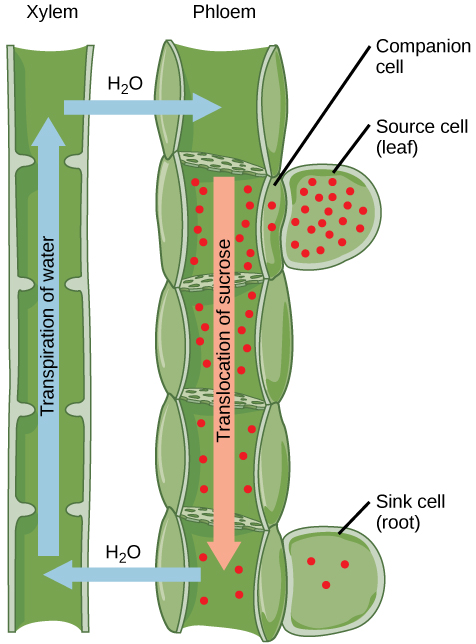 Xylem and phloem in plants